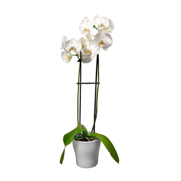 Double orchid