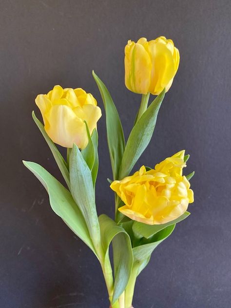 Weekly Bunch Sale! -