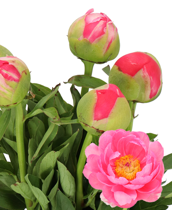 'Lovely' Peony Bouquet ( sold out for the season! See you next year!)