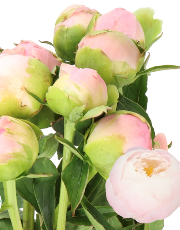 'Lovely' Peony Bouquet ( sold out for the season! See you next year!)