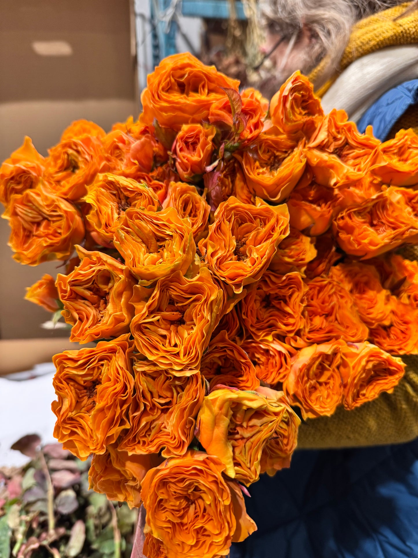 Garden Roses