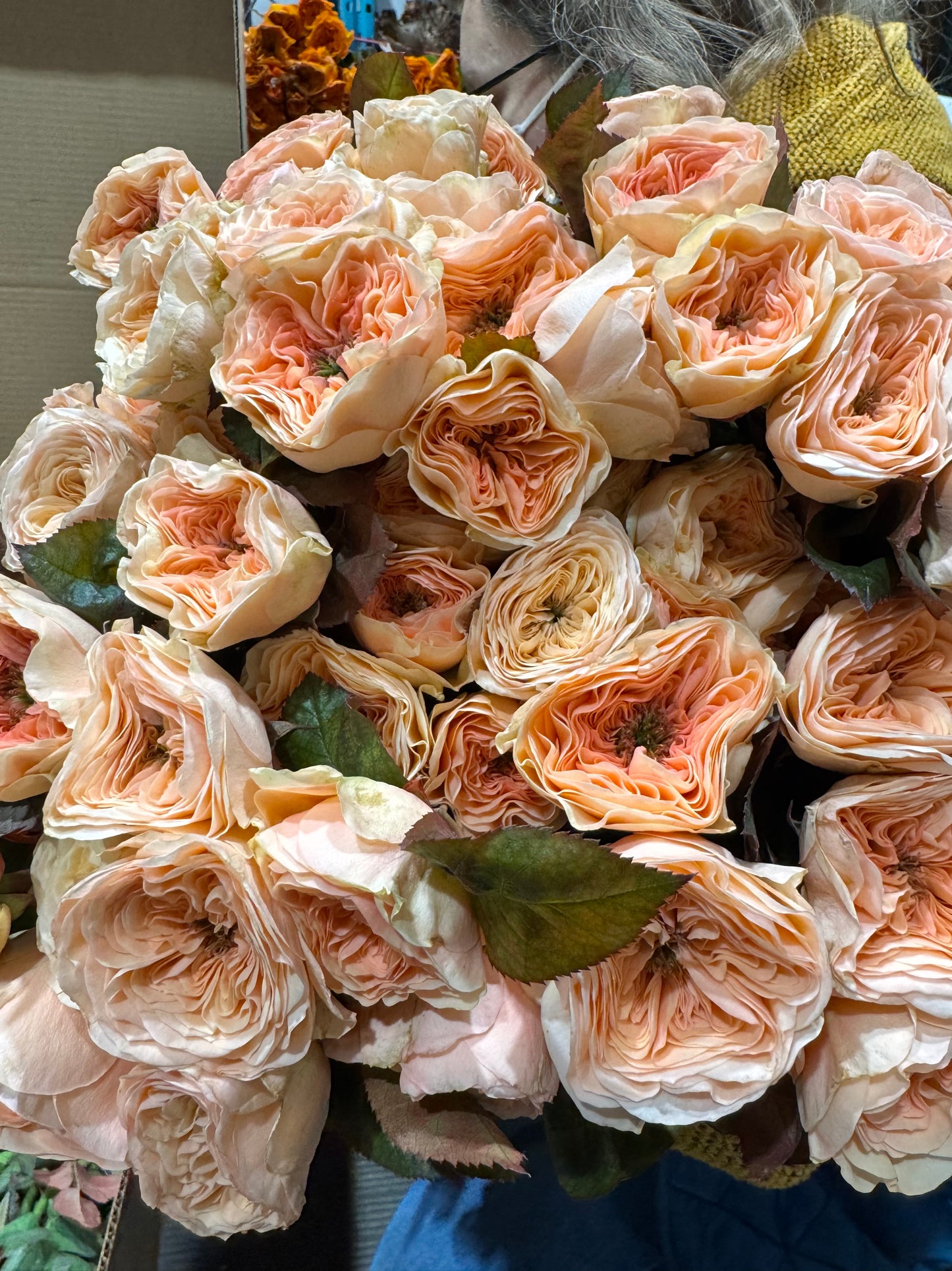 Garden Roses