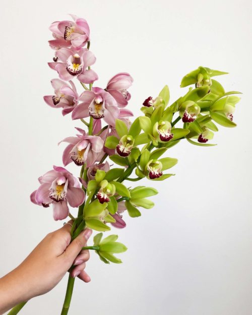 Cymbidum orchids
